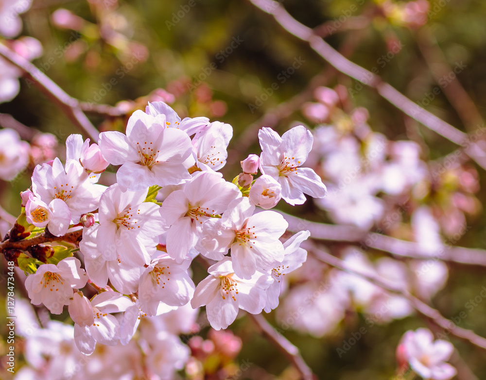 ソメイヨシノさくらの花19