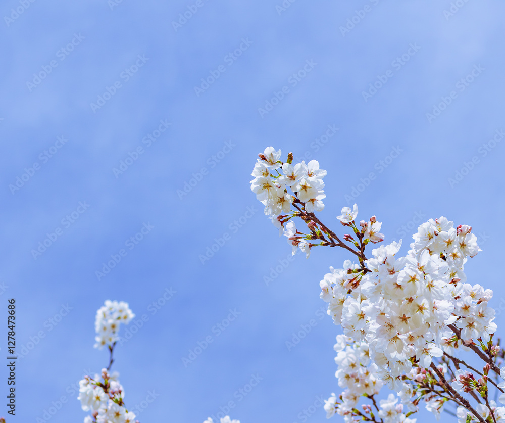 ソメイヨシノさくらの花9 ソメイヨシノさくらの花9