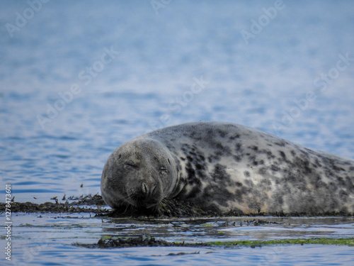 sea lion on the rocks
