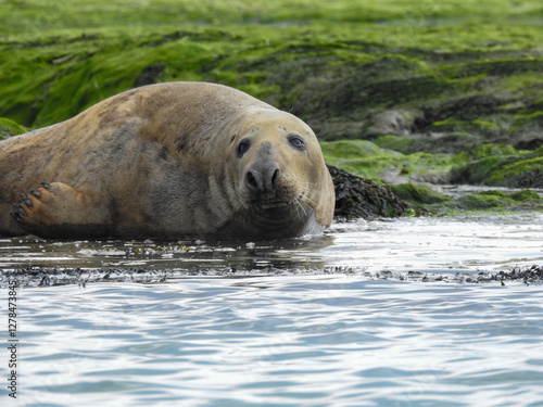 seal on the beach