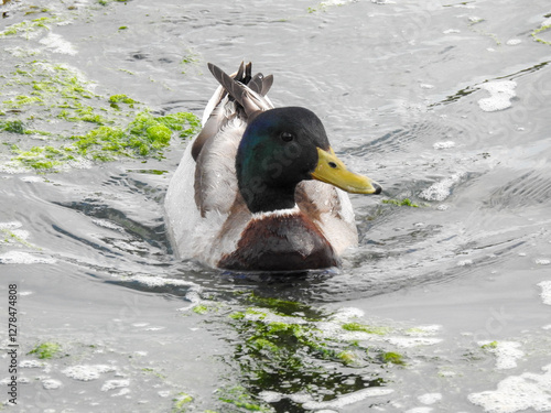 duck on the water