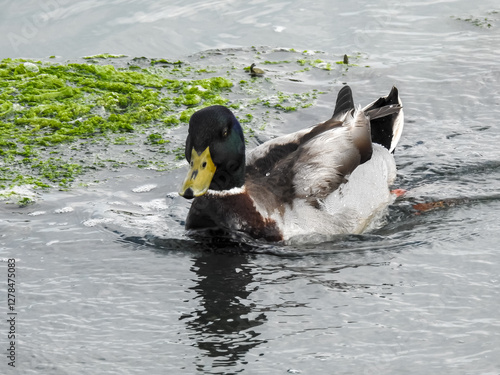 duck on the water
