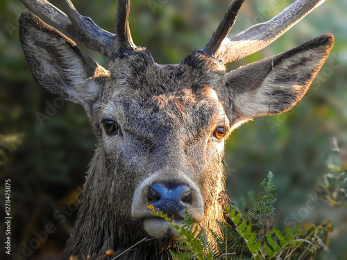 close up of a stag/deer in the woods