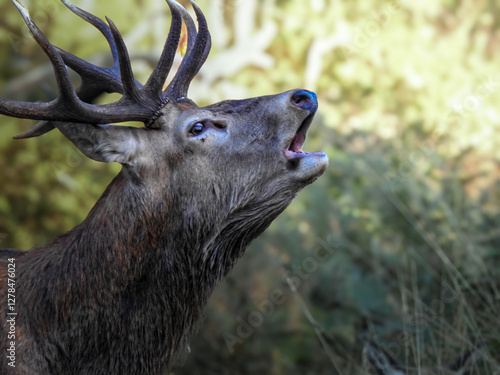 stag bellowing in the woods