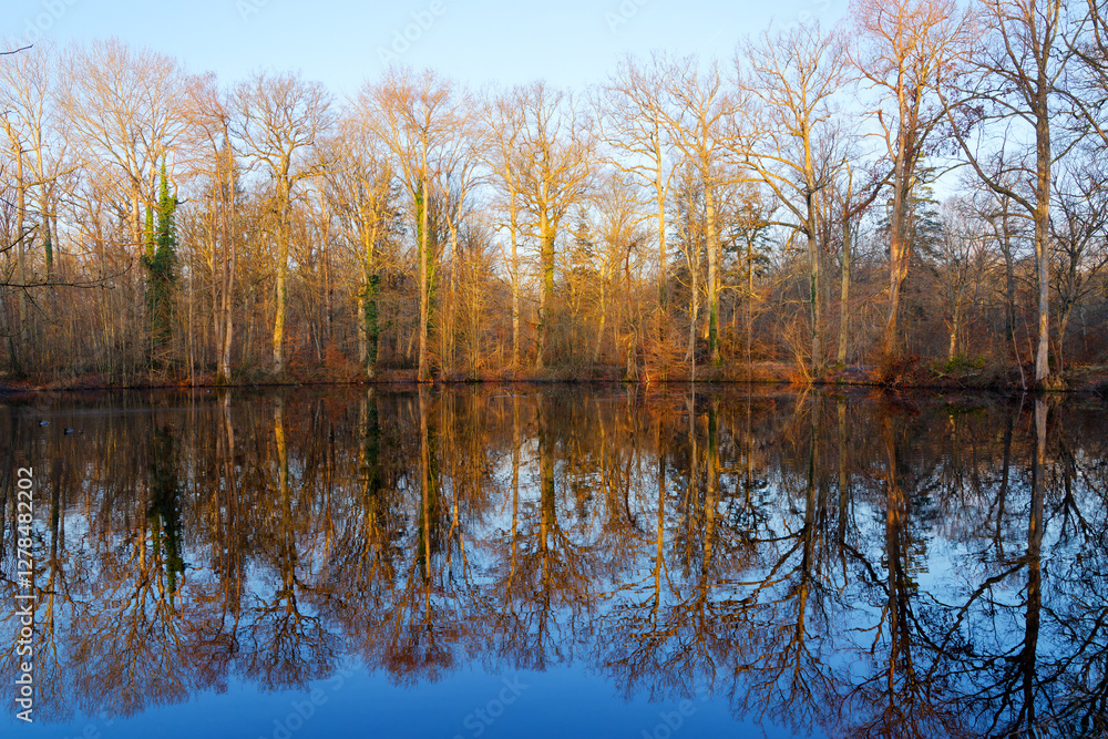 Obraz premium The Mare aux Evées stream in Fontainebleau forest