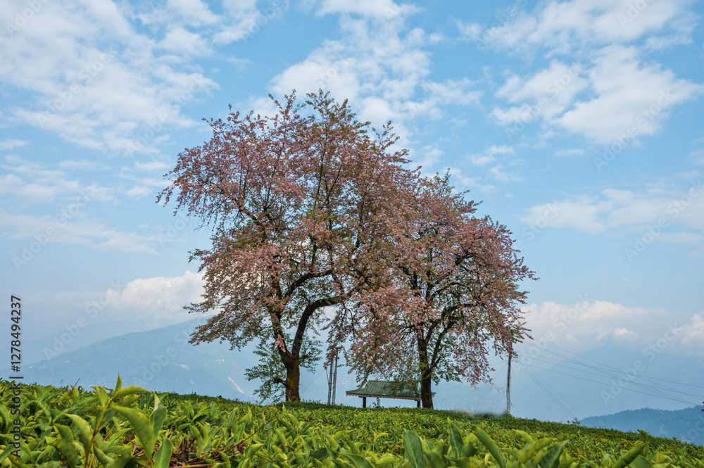 Fototapeta premium cherry tree in the field