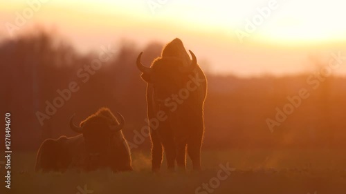 Mammals - wild nature European bison ( Bison bonasus ) Wisent bull in field sundown North Eastern part of Poland, Europe Knyszynska Primeval Forest photo