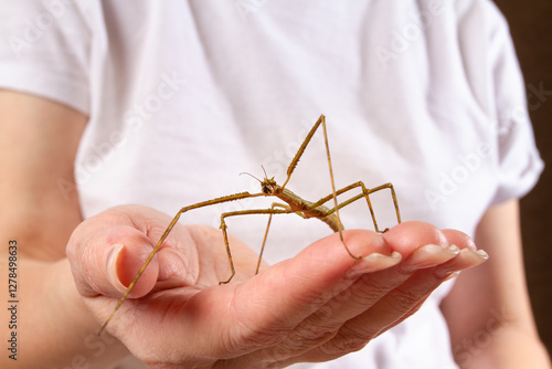 A stick insect is sitting on the hand of owner