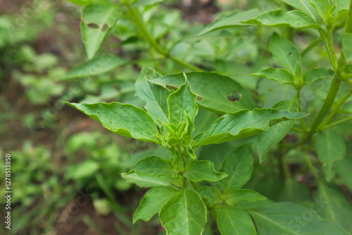 Wallpaper Mural Vibrant Green Basil Plant Close-Up Torontodigital.ca