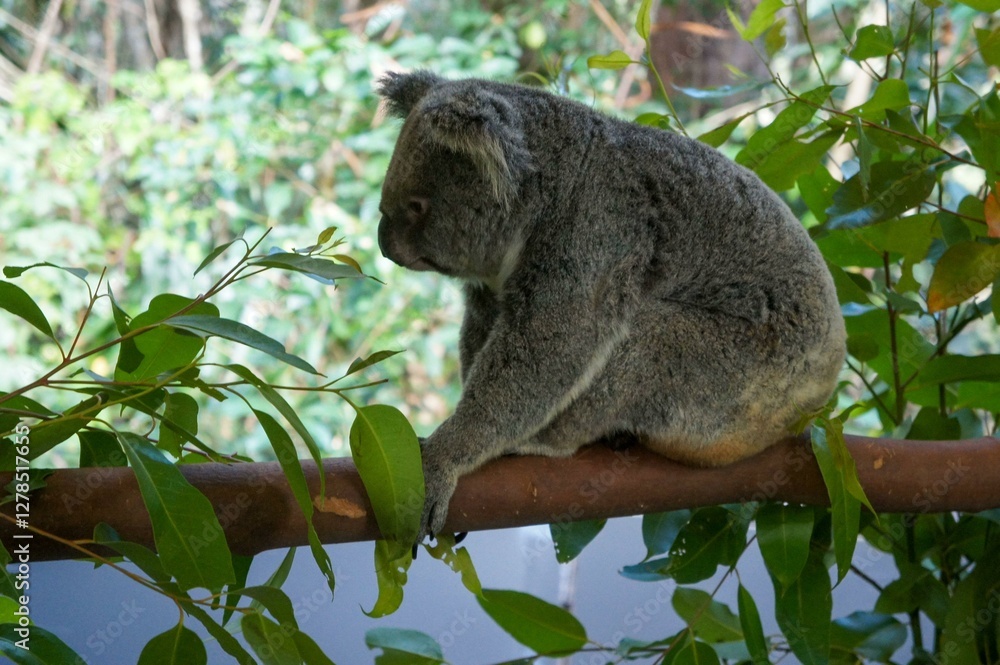 Obraz premium Koala resting on a eucalyptus branch