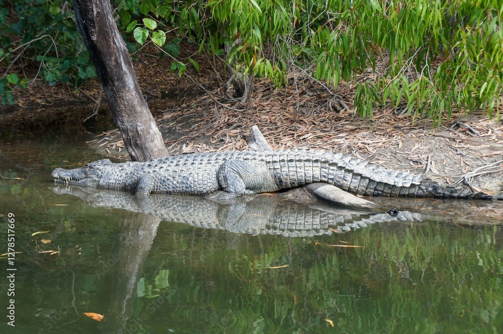 Crocodile resting near the water Crocodile resting near the water