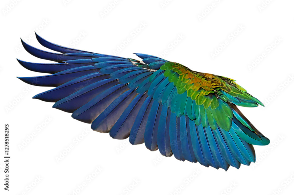 Obraz premium Brightly colored wing of Camelot Macaw parrot isolated on transparent background png file