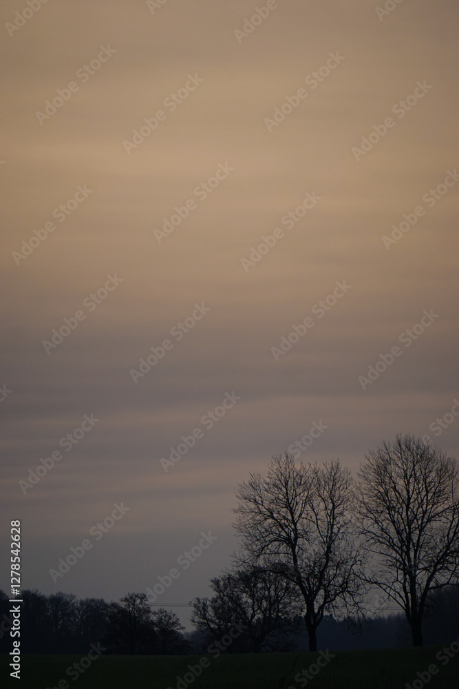 Fototapeta premium Trees on a field against the sky during evening