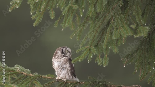 Owl hidden in tree nest hole in the forest. Boreal owl, Aegolius funereus, bird in the nature habitat, with yellow eyes, Germany. Wildlife scene from nature. Tree trunk with bird.