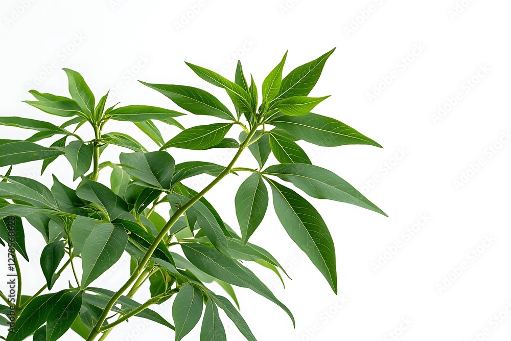 Cannabis plant with flowers on white background. Medicinal indica with CBD. Cannabis plant with flowers on white background. Medicinal indica with CBD.