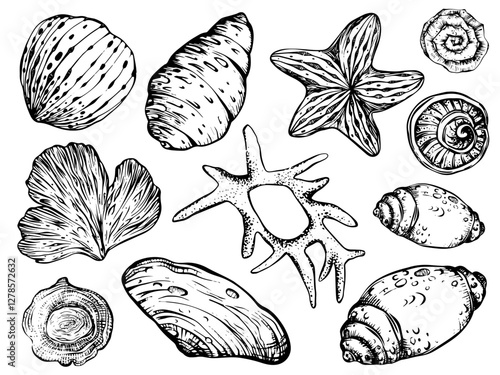 Seashells and starfish vector clipart on isolated background. Linear Nautical Bundle with corals, Sea Shells for wrapping paper or textile design. Collection Marine Elements for design for icon, logo.