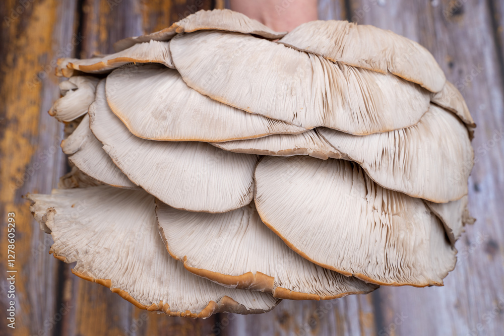 Fototapeta premium Oyster mushroom natural mushroom detail