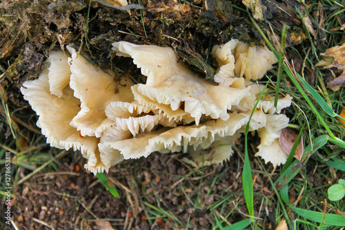 Oyster Mushroom (Pleurotus ostreatus) in detail, with well-defined white gills and a shell-like shape. Ideal for photos of nature, fungi, woods, and species identification.