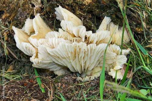 Obraz na płótnie Oyster Mushroom (Pleurotus ostreatus) in detail, with well-defined white gills and a shell-like shape