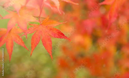 Japanese fire bush Acer palmatum maple tree. Orangeola. Selective focus, blurred