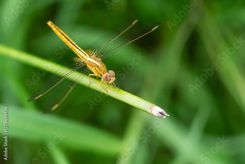 Golden Dragonfly Perched on Green Stem in Natural Habitat, Bangkok, Thailand