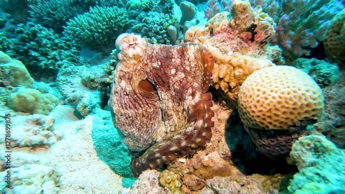 Common reef Red Sea octopus Abdopus horridus camouflaged hiding on tropical hard coral underwater in Egypt