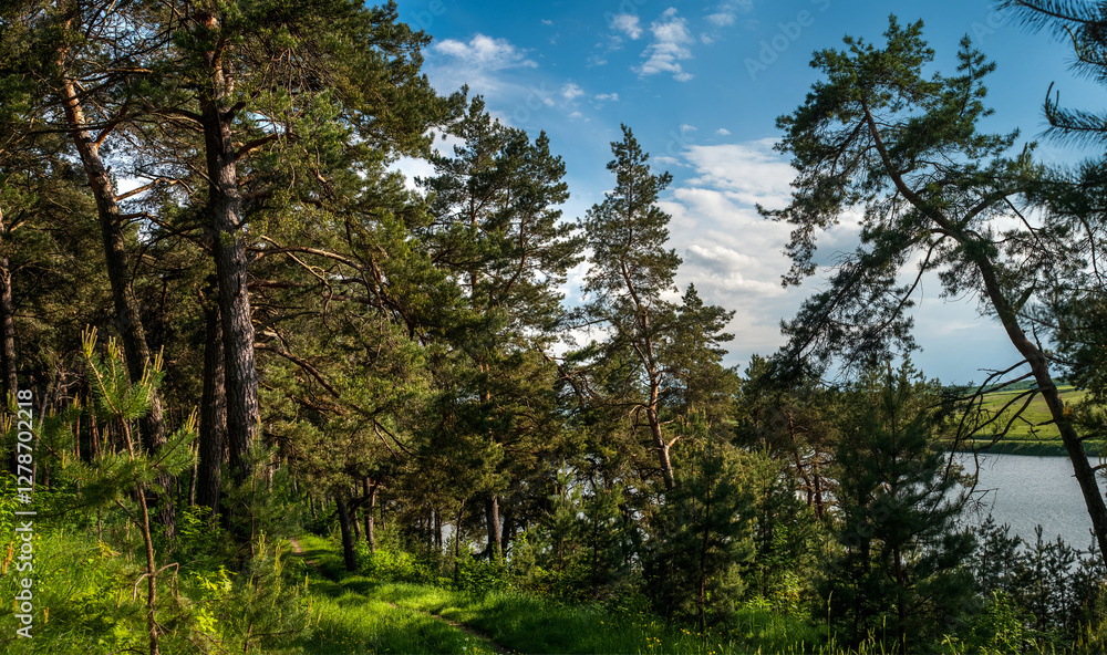 pine forest, tall trees and a trail, a place of rest and strength near lake pine forest, tall trees and a trail, a place of rest and strength near lake
