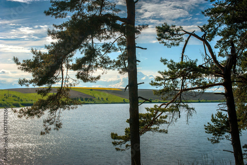 silhouettes of tall pine trees on the shore of a pond, a beautiful corner of ...