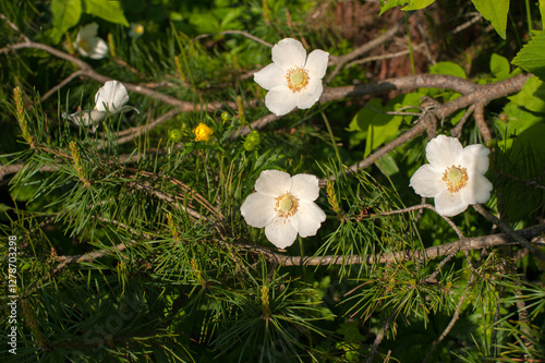 Anemonoides sylvestris, white flower anemone, beautiful spring wildflowers in...