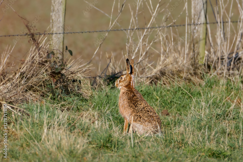 The European hare (Lepus europaeus), also known as the brown hare, agricultural fields The European hare (Lepus europaeus), also known as the brown hare, agricultural fields