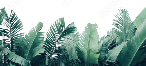 PNG Palm fronds and Banana leaves green leaf background.