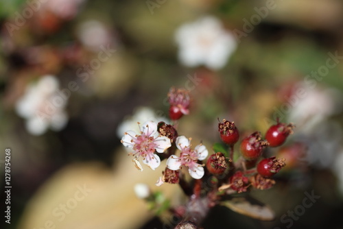 Flowers of Pyracantha angustifolia (narrow leaf firethorn) bush. photo