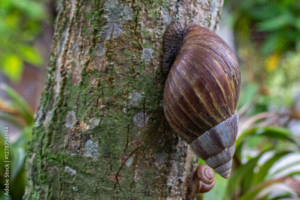 Snail on Tree Branch, Macro Close-Up Snail on Tree Branch, Macro Close-Up