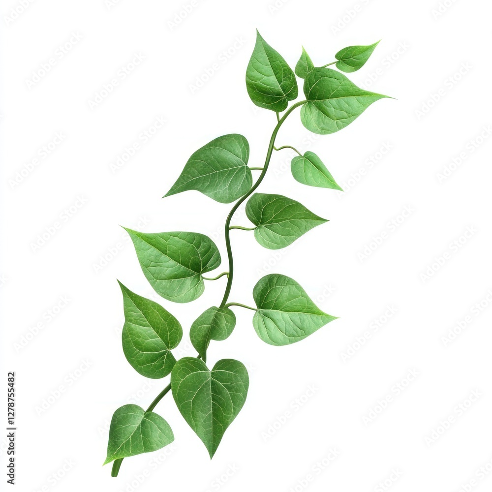 Fototapeta premium Green Vine Leaves Isolated on White Background