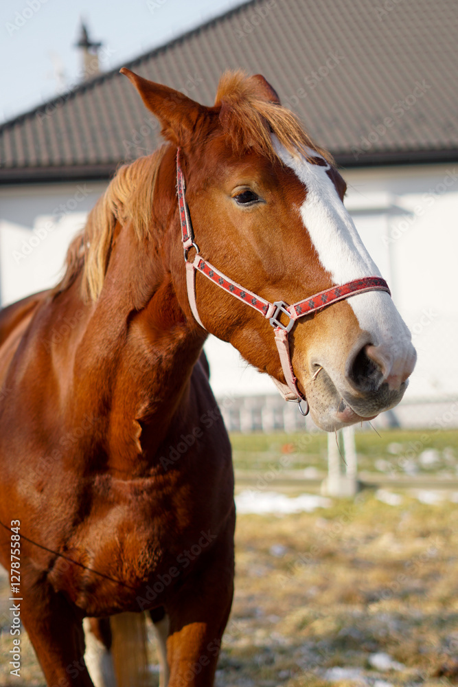 Obraz premium Portret pięknego brązowego konia
