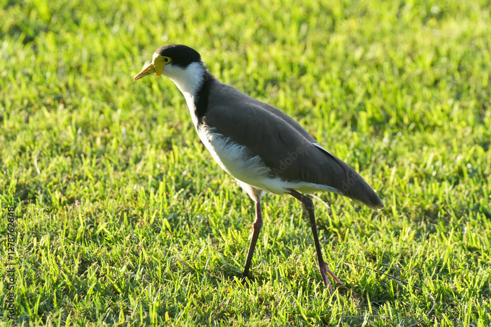 Naklejka premium grey heron in the grass