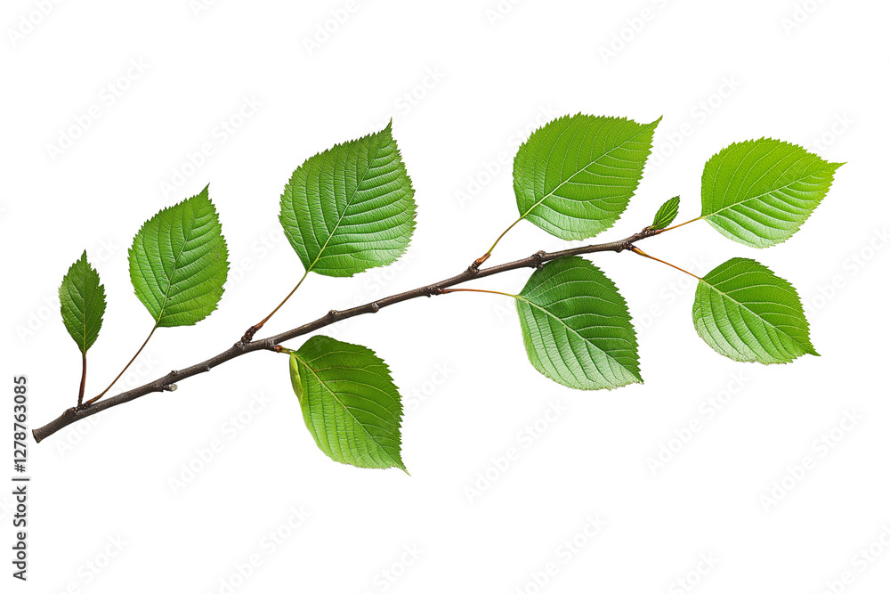 Naklejka premium A sprig of birch leaves on a transparent background PNG