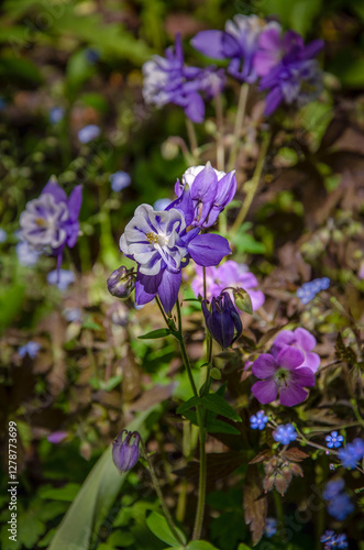 Spring garden flowers columbine, geranium and others sunlit in the garden.