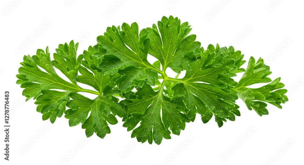 fresh parsley fresh parsley
