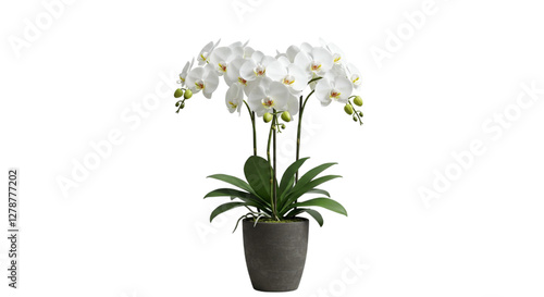 Wallpaper Mural Realistic vector icon illustration Orchid flower in the white pot Torontodigital.ca