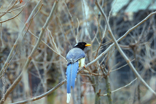 Yellow-Billed Blue Magpie 