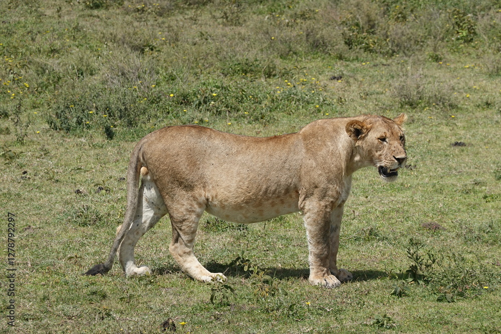 a female lion, a lioness, is currently lying down and relaxing on the Serengeti savannah, Tanzania a female lion, a lioness, is currently lying down and relaxing on the Serengeti savannah, Tanzania