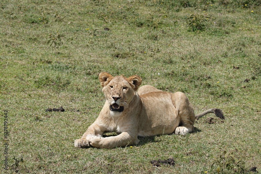 a female lion, a lioness, is currently lying down and relaxing on the Serengeti savannah, Tanzania a female lion, a lioness, is currently lying down and relaxing on the Serengeti savannah, Tanzania