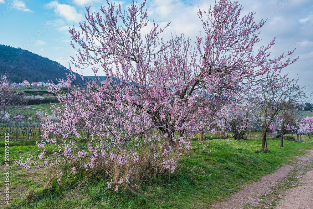 Blooming almond trees in the Palatinate next to a narrow path Blooming almond trees in the Palatinate next to a narrow path