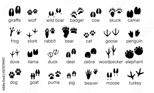 Animals footprints. Wildlife and birds tracks. Different paw prints. Black silhouette imprint icons. Bear and rabbit steps. Fauna trails with inscriptions. Vector zoo footsteps set