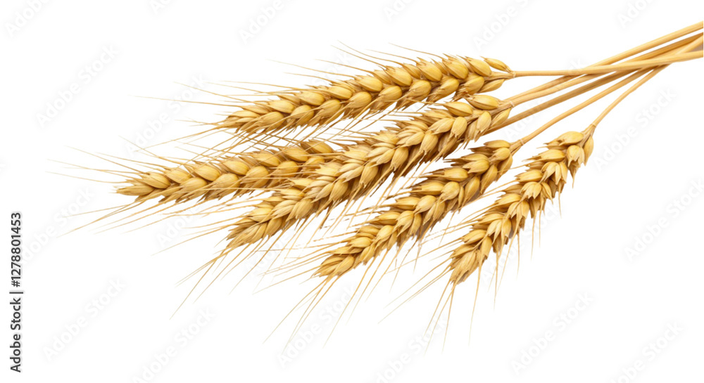 Yellow ears composition with laying seeds
Yellow ears composition with laying seeds