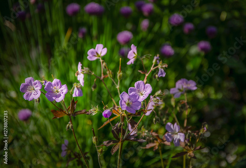 Wallpaper Mural Blooming spring garden geranium, illuminated by the sun in the garden Torontodigital.ca