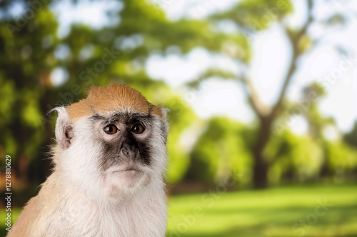 Monkey funny zoo, safari, pet concept
