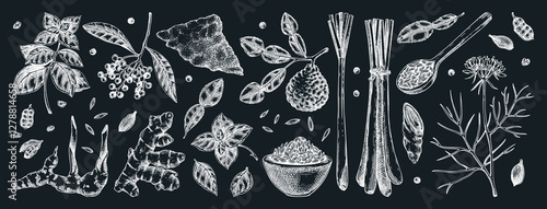 Hand-drawn spices vector illustrations. Basil, galangal, cumin, cilantro, turmeric, lemongrass, lime sketches. Kitchen herbs chalk drawings. Food design elements NOT AI generated