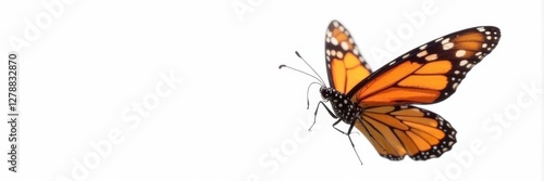 Colorful monarch butterfly in flight against white background, , flight